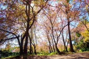 Cherry blossom in Khun Wang ChiangMai, Thailand. photo