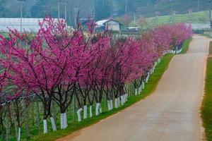 ruta rosa derivada de la belleza de sakura, flores de cerezo en la estación agrícola real de la montaña doi angkhang angkhang foto