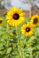 girasol con fondo bokeh foto