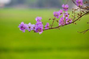 Lagerstroemia floribunda flower photo