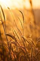 Foxtails grass under sunshine ,close-up selective focus photo