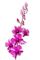 Purple orchids flowers on white background photo