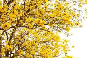 Tabebuia chrysotricha yellow flowers photo