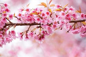 fondo de naturaleza abstracta de flor rosa de sakura de primavera foto
