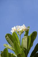 white and yellow frangipani flowers with blue sky photo