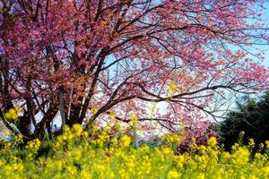 Cherry blossom in Khun Wang ChiangMai, Thailand. photo