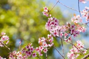 Sakura flowers blooming blossom in PhuLomLo Loei Province , Thailand photo