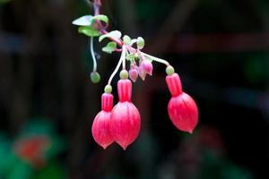 Pink and purple fuschia photo