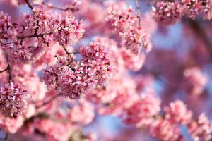 Close up branch with pink sakura blossoms photo