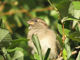 One cute sparrow sitting on the branch. Close up photo