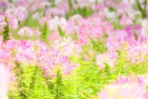 pink flowers in field photo