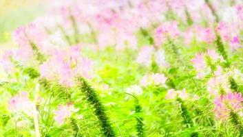 pink flowers in field photo