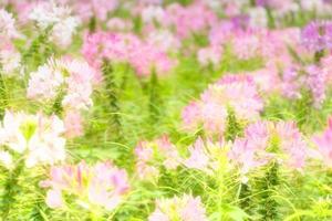 pink flowers in field photo