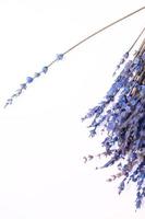 Lavender flowers on white background, dried flower photo