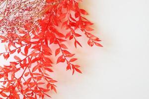 Dried colored flowers on white photo