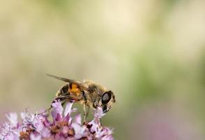 Close-up of a yellow black striped hoverfly perched on a wildflower against a bright green background. There is space for text. photo
