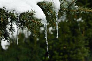 Background and close-up of branches of a conifer with delicate icicles on them. photo