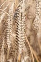 primer plano, textura y estructura de una espiga de grano que crece en el campo. foto