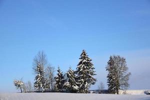 In winter, snow-covered trees stand in a white snow landscape against a blue sky photo