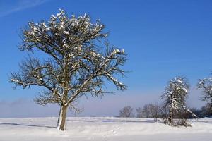 Winter landscape with fresh snow and a bare fruit tree in the foreground, which is also covered with snow, against a blue sky photo