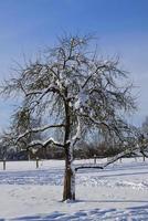 In winter, a bare deciduous tree stands in the snow against a blue sky in vertical format photo