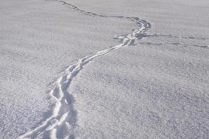 Background of freshly fallen snow with fresh footprints running through it photo