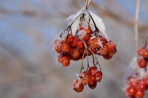 Close up of red rowan berries in winter covered with frost, in the cold photo