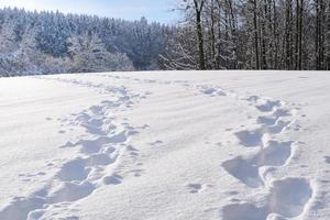 Close up of fresh tracks in fresh snow, with trees and a horizon in the background photo