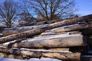 In winter, several felled tree trunks lie on top of each other and are partly covered with snow, outdoors in front of bare trees photo