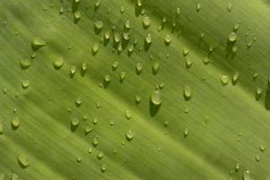 Close-up, detail shot and background of a green leaf of the banana tree with drops hanging on it after the rain. photo