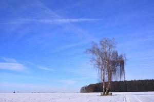 A tall, bare birch tree stands in a winter landscape with snow, against a blue sky in Swabia photo