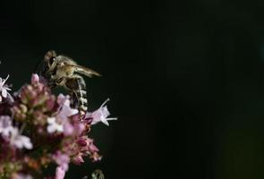 Close up of a small honey bee sitting on small purple wildflowers. The bee sits on the edge. The background is dark. There is space for text. photo