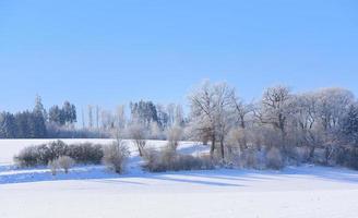 paisaje invernal en baviera con árboles y nieve, amplios campos cubiertos de nieve, frente a un cielo azul foto