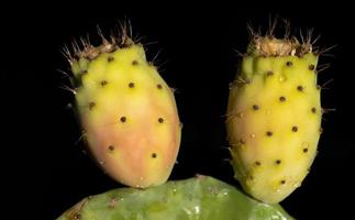 Two fresh prickly pears with drops of water growing on a prickly pear cactus against a dark background photo