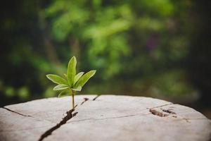 closeup árbol nuevo anillo de crecimiento de la vida. hoja de planta verde fuerte que crece en un viejo tocón de madera. esperanza de una nueva vida en el futuro entorno natural, renovación con desarrollo empresarial y concepto eco simbólico. foto