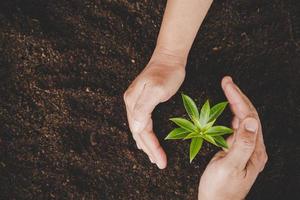 Dirty hands care plant trees in the earth on world environment day. Young small green new life growth on soil in ecology nature. Human person grow seedlings and protect in garden. agriculture concept photo