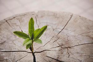 Closeup tree new life growth ring. Strong green plant leaf growing on old wood stump. Hope for a new life in future natural environment, renewal with business development and eco symbolic concept. photo