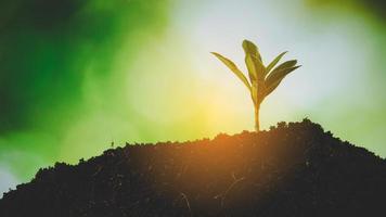 joven pequeño verde nuevo crecimiento de la vida en el suelo en la naturaleza ecológica. cuidar plantar árboles y cultivar plántulas y proteger en el jardín en la tierra en el día mundial del medio ambiente. concepto de agricultura ambiental de desarrollo foto