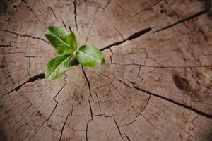 anillo de crecimiento de vida nueva de árbol de primer plano. hoja de planta verde fuerte que crece en un viejo tocón de madera. esperanza de una nueva vida en el futuro entorno natural, renovación con desarrollo empresarial y concepto eco simbólico. foto