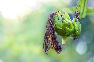 Baby dragon fruit with branch on the dragon fruit tree in farm, on green nature blur and bokeh sun light morning background photo