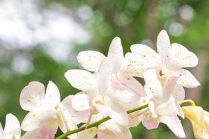 flor de orquídea blanca en el jardín de orquídeas en invierno. flor de orquídea para el diseño de belleza y agricultura de postales. hermosa flor de orquídea en el jardín, en plena floración en la granja, sobre fondo verde borroso de la naturaleza