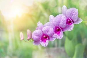 Orchid flower in orchid garden at winter or spring day. Orchid flower for postcard beauty and agriculture design. Beautiful orchid flower in garden, in full bloom in farm, on nature blur background photo