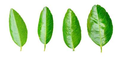 hoja de limón aislado sobre fondo blanco foto