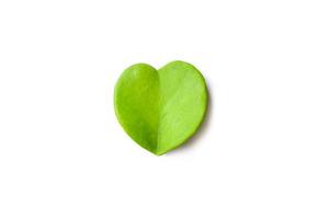 Sweetheart Hoya leaf isolated on white background whit clipping path photo