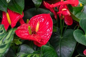red Anthurium flower in garden at winter or spring day. Beautiful Anthurium flower for postcard beauty and agriculture design. in full bloom in farm, on green nature blur background, macro photo