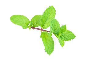 hoja de menta verde aislada sobre fondo blanco foto