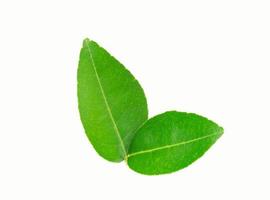 Green lemon leaf  isolated on white background whit clipping path photo