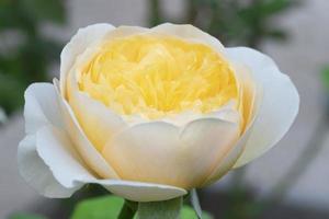 this is close up white rose it name elizabeth rose in high definition, selective petals focus, macro photo