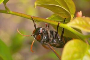 black wasp insect close up macro premium photo