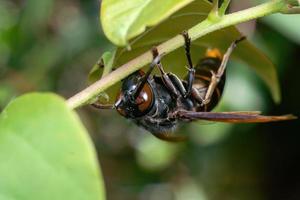 avispa negra insecto primer plano macro foto premium